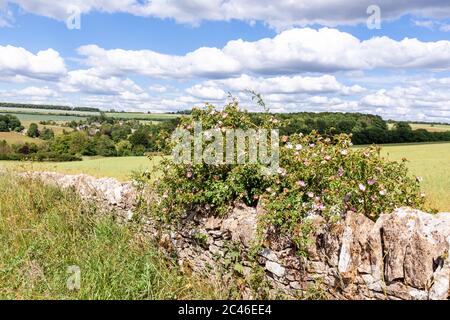 Le chien sauvage a grandi sur un mur de pierre sec surplombant le village de Compton Abdale, Gloucestershire, Royaume-Uni Banque D'Images