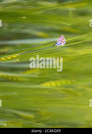 Papillon sur une oreille de blé Banque D'Images