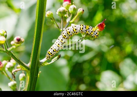 Jardin de chenille de mullein (Cuculllia verbasci), Sussex, Royaume-Uni Banque D'Images