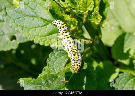 Jardin de chenille de mullein (Cuculllia verbasci), Sussex, Royaume-Uni Banque D'Images