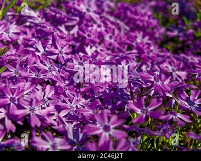 Gros plan paysage de magnifique phlox subulata Banque D'Images