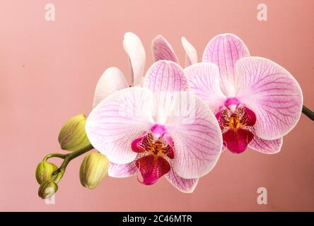 Orchidée papillon Phalaenopsis en pleine fleur sur fond rose. Banque D'Images