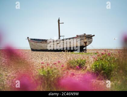 Bateau de pêche abandonné sur la plage d'Aldeburgh avec des fleurs en premier plan. Aldeburgh, Suffolk. ROYAUME-UNI Banque D'Images