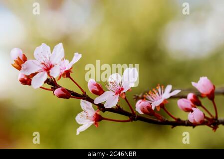 Arbre en fleurs avec des fleurs roses au printemps. Gros plan. Banque D'Images