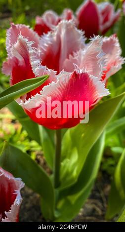 Tulipe en fleurs dans le jardin. Tulipe à franges rare. Tulipe à franges rouge printemps fleur blanc Banque D'Images