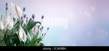 Fond de printemps festif avec des fleurs Spathiphyllum sur un fond clair dans des couleurs pastel. Banque D'Images