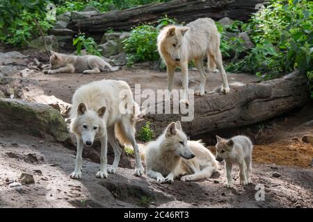 Meute de loups de la baie d'Hudson (Canis lupus hudsonicus) loups blancs avec deux petits, originaires du Canada, se reposant près de la ville de den Banque D'Images