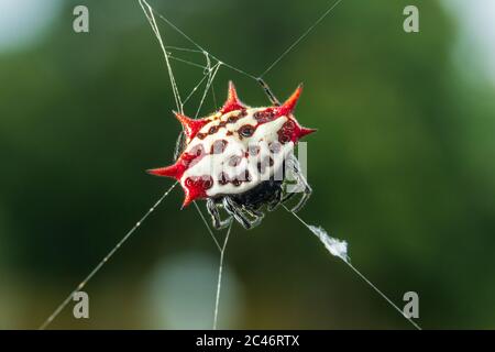 Araignée tisseuse à dos épineux (Gasteracantha cancriformis) macro - Pembroke Pines, Floride, États-Unis Banque D'Images