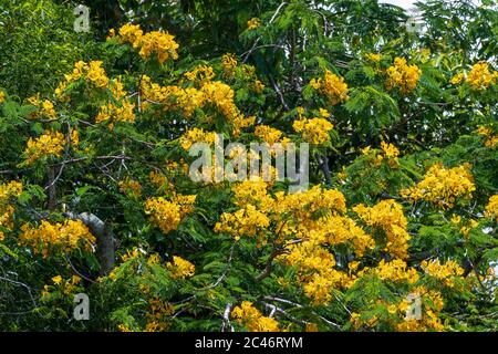 Copperpode a.k.a. poinciana jaune (Peltophorum pterocarpum) - Davie, Floride, États-Unis Banque D'Images