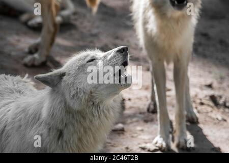 La meute de loups de la baie d'Hudson (Canis lupus hudsonicus) hurle des loups blancs près de den, originaire du Canada Banque D'Images