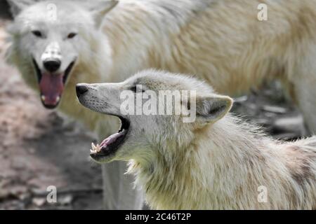 Meute de loups de la baie d'Hudson (Canis lupus hudsonicus) deux loups blancs hurlant près de den, d'origine canadienne Banque D'Images