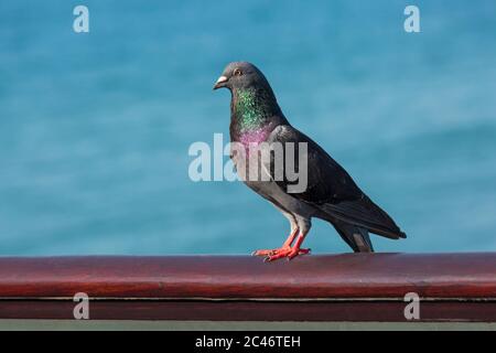 Stock Dove, Columba oenas, debout sur une rampe à Bournemouth Pier, Bournemouth, Dorset, Royaume-Uni en juin Banque D'Images