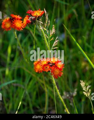 Fleurs sauvages d'orange : renard et petits, pinceau du diable, Grim-le-collier, mèche de faucon orange ou Pilosella aurantiaca, Écosse, Royaume-Uni Banque D'Images