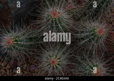 Echinocereus stramineus : Fraise, cactus hérisson hérisson couleur de paille dans le désert du Texas au jardin botanique, plantes arides. Banque D'Images