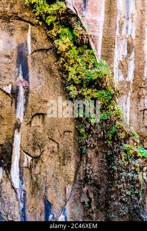 Jardins suspendus sur les murs de falaises de grès colorés le long de la promenade au bord de la rivière dans le parc national de Zion, Utah, États-Unis Banque D'Images