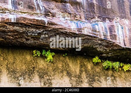 Jardins suspendus sur les murs de falaises de grès colorés le long de la promenade au bord de la rivière dans le parc national de Zion, Utah, États-Unis Banque D'Images