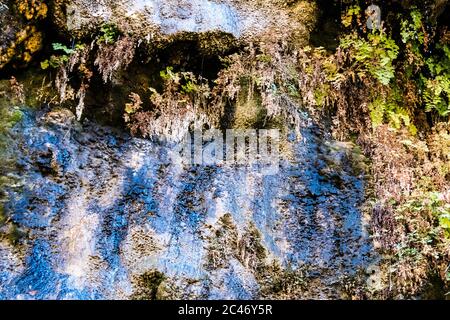 Les jardins suspendus aux couleurs bleues sont situés sur les murs de falaises de grès colorés le long de la promenade en bord de rivière dans le parc national de Zion, Utah, États-Unis Banque D'Images