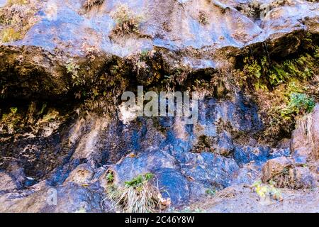 Les jardins suspendus aux couleurs bleues sont situés sur les murs de falaises de grès colorés le long de la promenade en bord de rivière dans le parc national de Zion, Utah, États-Unis Banque D'Images