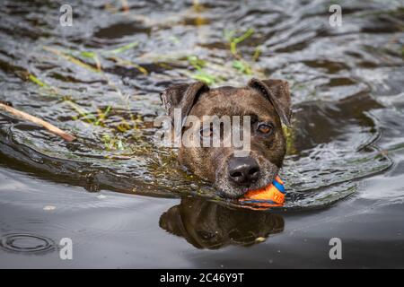 Chien noir nageant dans l'eau et se trouvant à la recherche d'une balle Banque D'Images