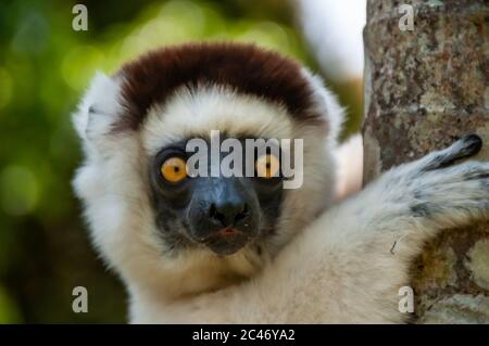 Gros plan d'un sifaka de citron blanc Banque D'Images