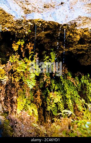 Jardins suspendus et eau coulant sur les murs de falaises de grès colorés le long de la promenade en bord de rivière dans le parc national de Zion, Utah, États-Unis Banque D'Images