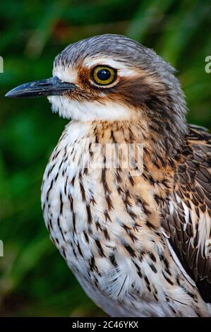 Gros plan d'un oiseau Banque D'Images