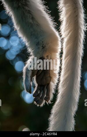 Gros plan de la main et de la queue d'un cimur sifaka Banque D'Images