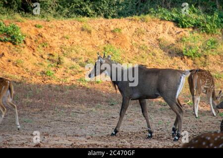 nilgai contemplant le parc national du rajasthan de ranthambore Banque D'Images