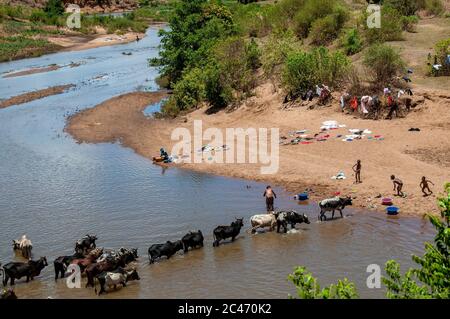 Un troupeau de zébus traverse une rivière près de Manambolo Banque D'Images
