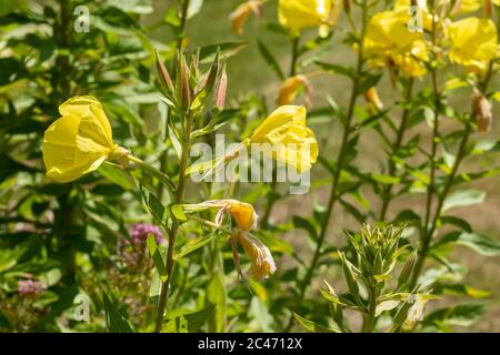 Plante de premrose du soir avec fleurs jaunes (Oenothera biennis), Royaume-Uni Banque D'Images