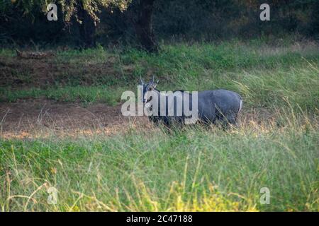 nilgai contemplant le parc national du rajasthan de ranthambore Banque D'Images