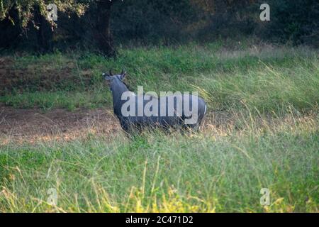 nilgai contemplant le parc national du rajasthan de ranthambore Banque D'Images
