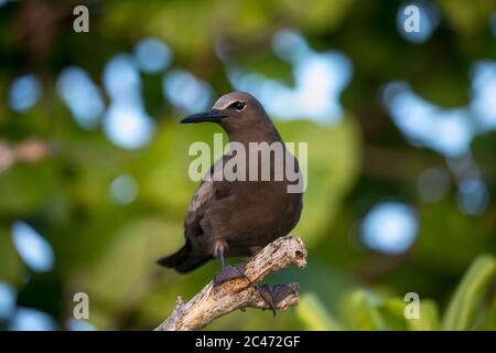 Brown Noddy; Anous stolidus; Seychelles Banque D'Images