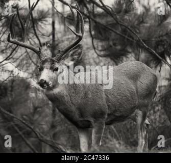 Deer de lieux autour du Montana Banque D'Images