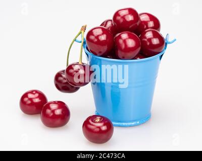 Cerises mûres dans un seau miniature bleu et éparpillées près de lui sur un fond blanc. Banque D'Images