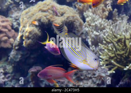 Poissons de mer tropicaux colorés. Photo de l'aquarium. Banque D'Images