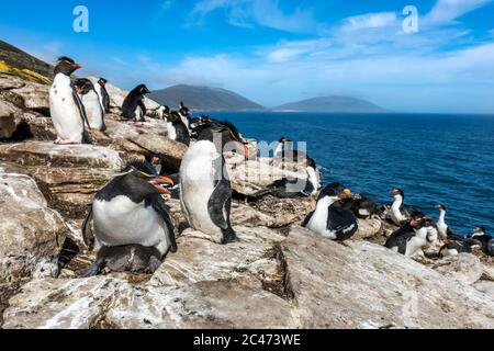 Pingouins de la Rockhopper méridionale; chrysocome d'Eudyptes; Cormorants impériaux; Rookery de Teh; île de Saunders; Falklands Banque D'Images