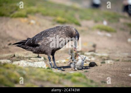 Falkland Skua; Stercorarius antarcticus; avec albatros Chick; Falklands Banque D'Images