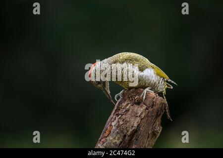 Pic vert; Picus viridis; Juvenile Femme; montrant la langue; Royaume-Uni Banque D'Images