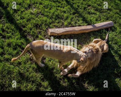 Lion et une lionne assise sur le sol couverte l'herbe sous la lumière du soleil Banque D'Images