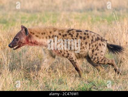 Hyène tachetée, ou hyène riante, crocuta, avec du sang après le repas, réserve nationale de Maasai Mara, rivière Mara, Maasai Mara, ou Masai Mara, Narok Banque D'Images