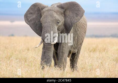 Éléphant d'Afrique, Loxodonta africana, Masai Mara, Kenya, Afrique Banque D'Images