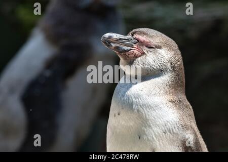 spheniscus humboldti, humboldt Pinguin, Pinguin, Brillenpinguin, animal, oiseau aquatique, gros plan, portrait, eau, eau, Banque D'Images