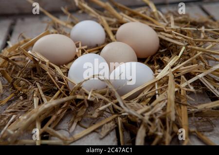 Oeufs de poulet blancs et bruns. Oeufs en paille, sur fond de bois Banque D'Images