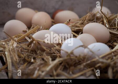 Oeufs de poulet blancs et bruns. Oeufs en paille, sur fond de bois Banque D'Images