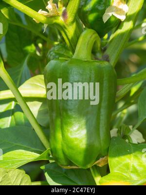 Gros plan de poivron vert immature (Capsicum annuum), variété Belle F1, Angleterre, Royaume-Uni Banque D'Images