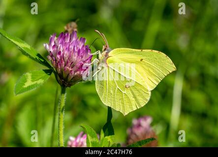 Le papillon commun de Brimstone (Gonepteryx rhamni) se nourrissant d'une fleur d'été Banque D'Images