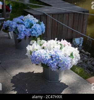 Des hortensias blancs et bleus artificiels dans des seaux en aluminium ornent l'entrée du restaurant. Décoration Banque D'Images