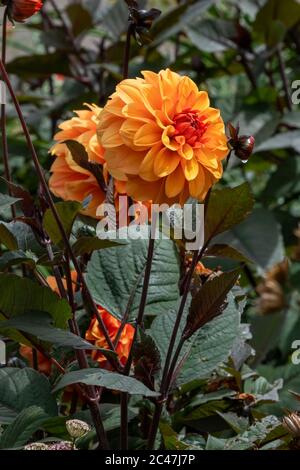 Dahlia 'David Howard' une plante de tuber à fleur d'été double orange Banque D'Images