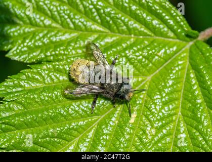Femelle Mason Bee (Osmia lignaria), recouverte de pollen, reposant sur une feuille de vigne au printemps Banque D'Images